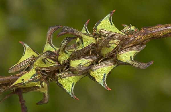 Texas, Hidalgo Co, Thorn treehoppers on a limb
